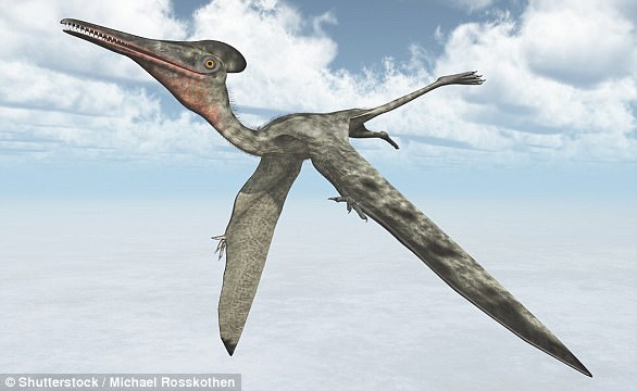 終於找到鐵證！翼龍起源化石被挖出　2.37億年前「迷你祖先」長這樣
