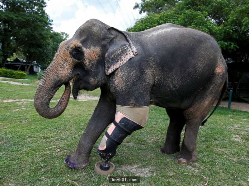 這隻大象被地雷炸掉一條腿後「大家破天荒嘗試為牠裝義肢」，結果當牠試著走動時我的眼角都濕了！