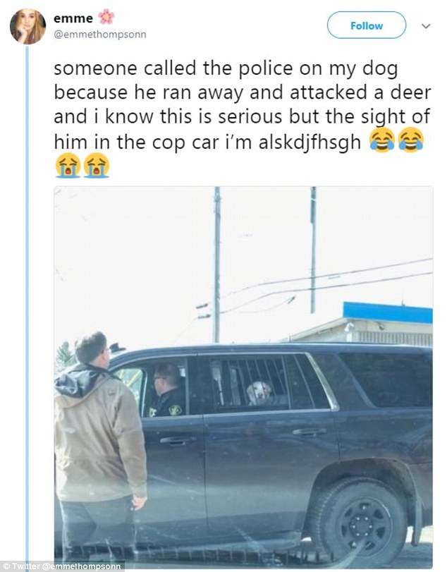 狗狗追鹿結果慘被警察逮捕　主人笑翻上傳「求救照片」瞬間爆紅