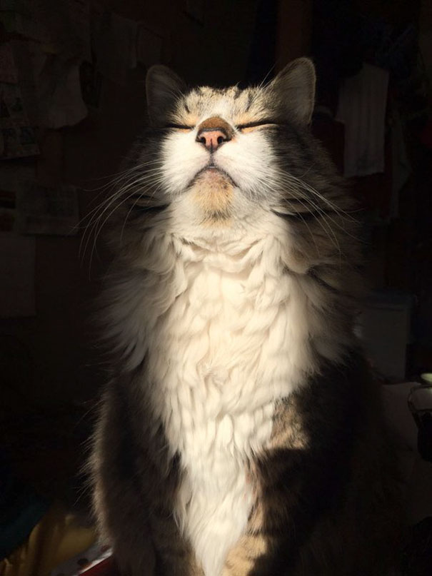 喵星人的祭拜？　30張「有陽光就開啟充電模式」的太陽能貓咪照片