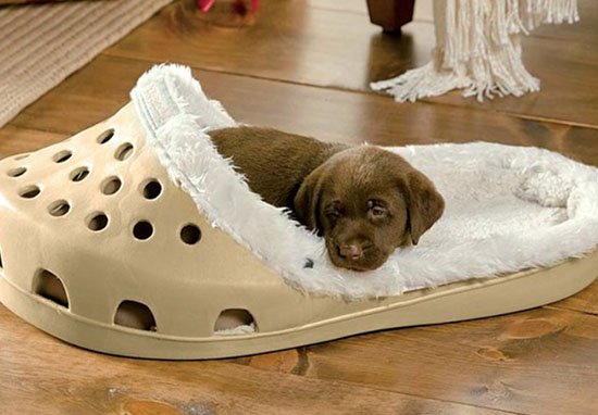 寵物愛鞋就讓牠一次躺個夠　外國網友瘋買「100倍大洞洞鞋」給毛孩睡
