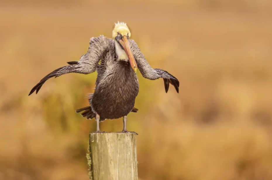 失誤才是經典！最新「搞笑動物攝影賞」根本能角逐奧斯卡　老鷹一個腳滑霸氣全失！