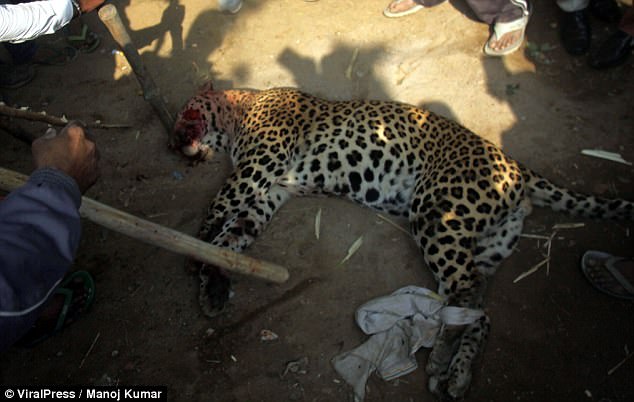 這隻闖進村莊的花豹被憤怒的村民當場圍捕殺死，死掉後的屍體竟然還被拖著走…