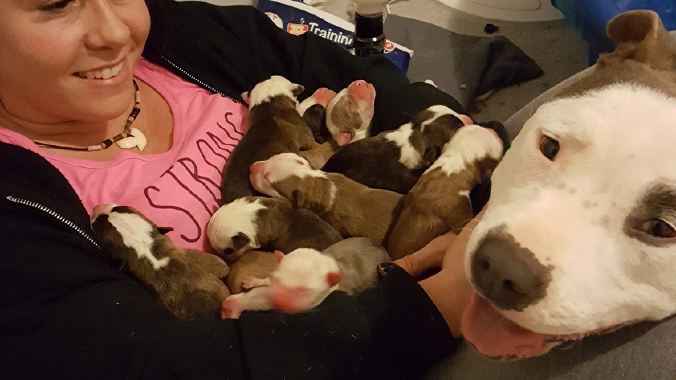 被中途媽照顧比特犬好感激！　牠「連叼11隻寶寶」放她懷裡：這裡最安全～