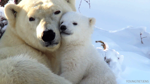 「馬麻這是哪～」　英國25年來產下首隻小北極熊　初次見客害羞「躲媽媽身下」可愛哭