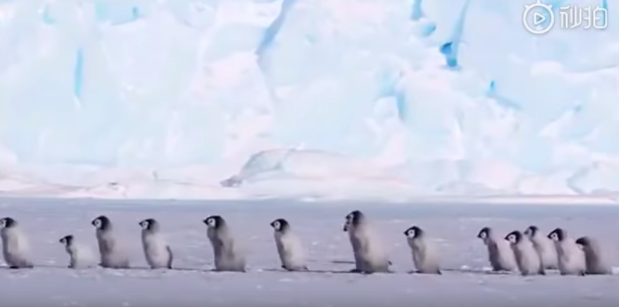 企鵝寶寶快樂出遊卻看不見爸媽　後面那隻一現身笑翻網友：單身錯了嗎？