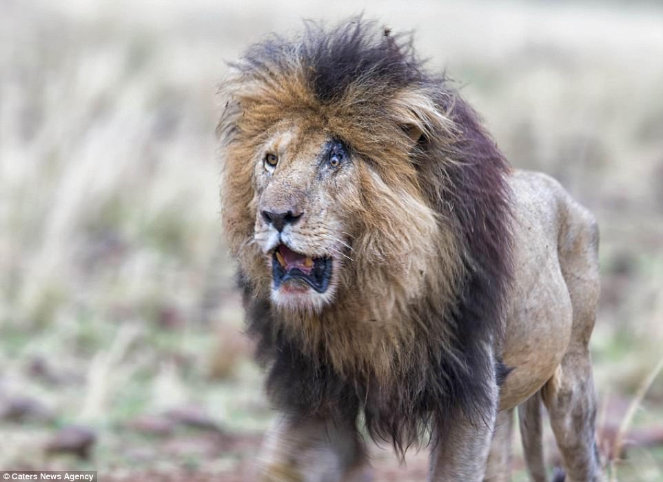 這隻雄獅爭奪地盤時慘被揍到眼睛受傷，5年後被拍到的照片網友笑問「刀疤4ni？」！