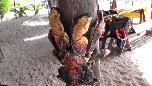 椰子蟹變兇殘！學者詫異椰子蟹竟然有新的獵食模式，民眾可以看到海鷗被分屍！(內有影片）