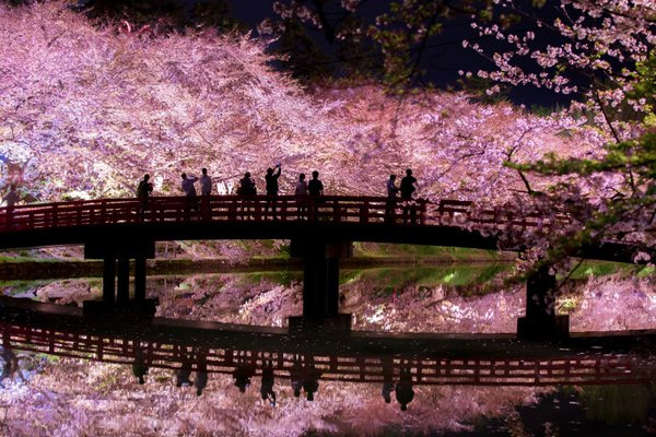 去日本賞櫻沒去「這個公園」看夜櫻機票錢就白花了，夢幻壯麗的景色回國後都還在想念啊！