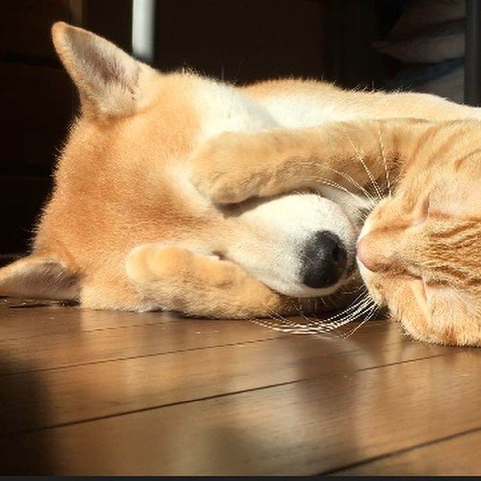 失去「貓貓好友」阿柴每天鬱鬱寡歡　主人帶回「流浪小橘」治癒牠：你有我❤️