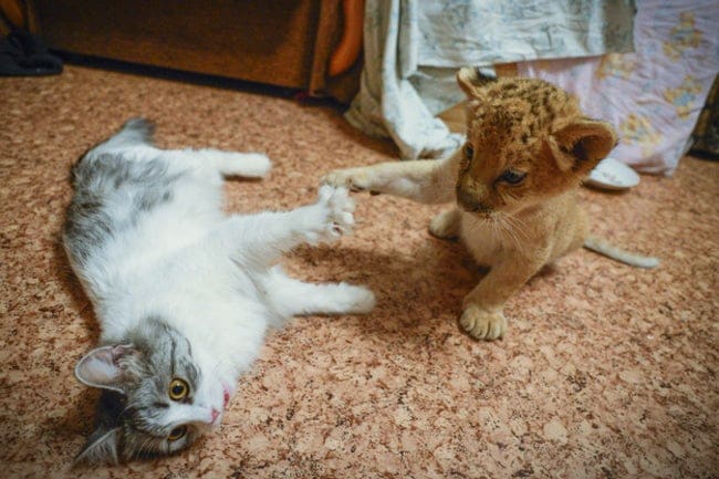 遇到紙箱還不是被收服！　20張證明獅子老虎「只是比較大的貓貓」的萌照