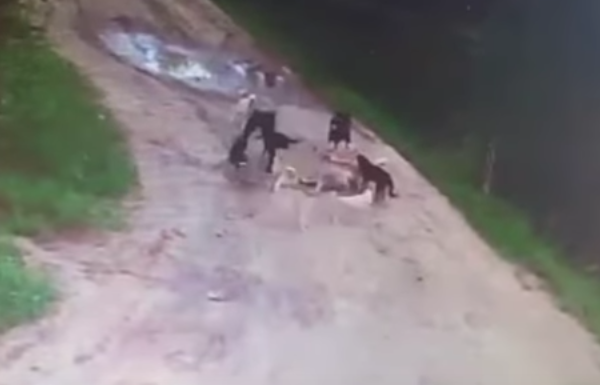 這個愛心警衛2年來都會餵附近的流浪狗，但最近監視器卻拍到他「被12犬活活咬死」的畫面！