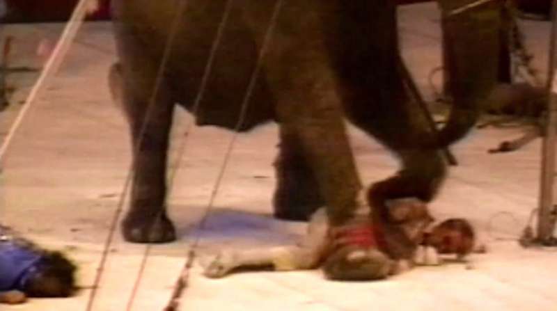 被虐待21年的大象踩死馴獸師　才自由30分鐘就中86槍慘死