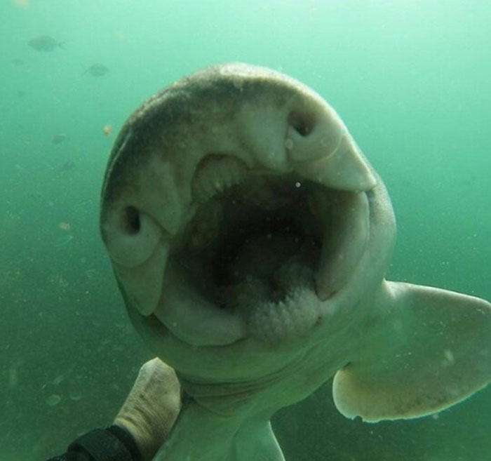 潛水7年「奇特鯊魚」都會靠來討摸摸　他微笑：我在水裡養的狗