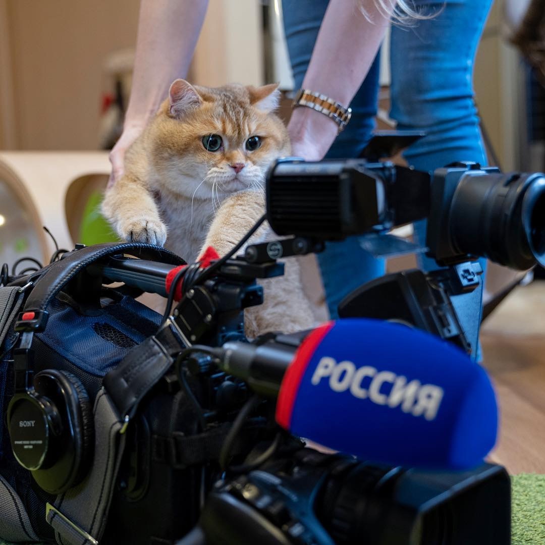 俄羅斯胖萌貓「可愛到變網紅」　肉肉身材讓網友笑：還以為是柴犬呢
