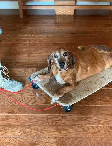 13歲狗狗關節炎「走不動了」　暖爸「特製滑板拖着走」讓牠開心笑