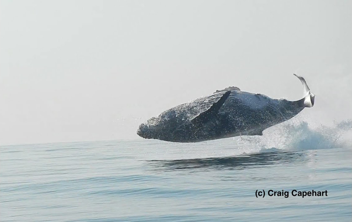 40噸的座頭鯨「以為自己是海豚」跳出海面，接下來的奇景讓大家的驚呼都停不下來！