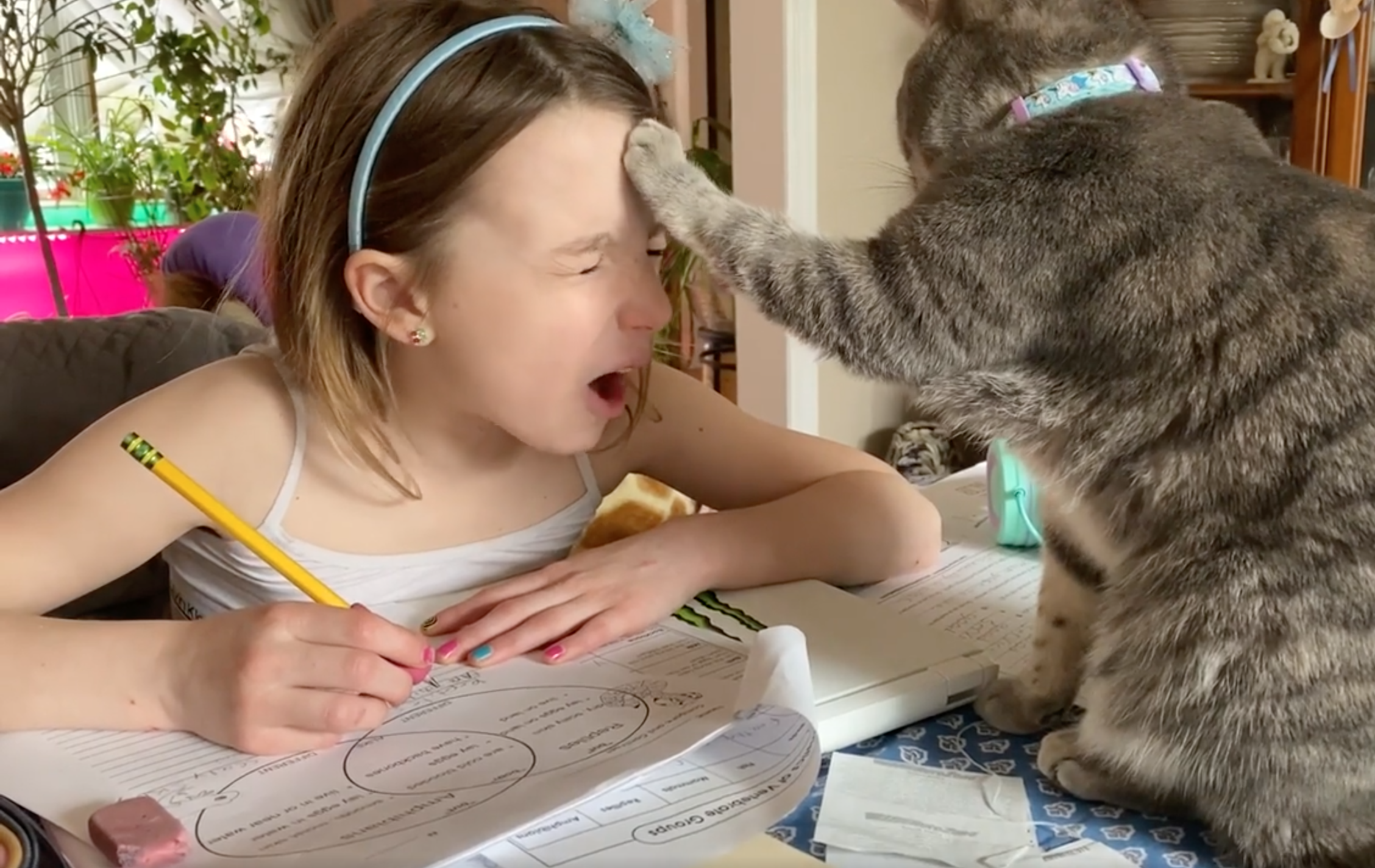 喵的加持！小女孩讀書「貓掌拍頭」以為鼓勵　下秒變臉：我錯了