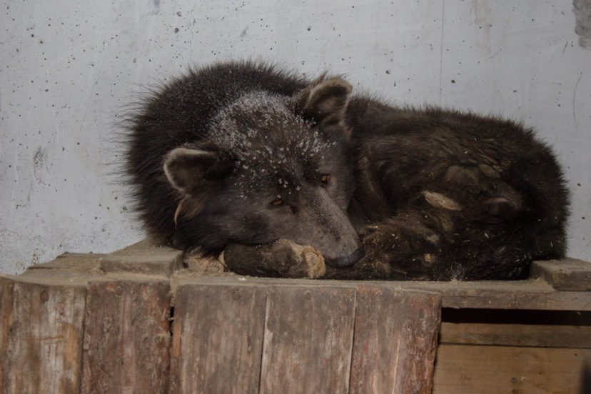 他們在俄羅斯森林發現一隻「熊頭狗身」的奇怪生物，馬上抓回去關起來請專家調查真相