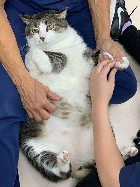 獸醫院「史前巨貓」人人以為牠懷孕　院方無奈澄清：牠是男森，牠只是胖