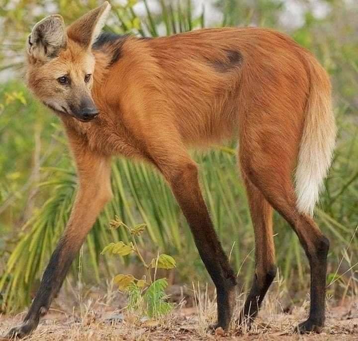 真的沒修圖！　郊外驚見牠擁有「名模級長腿」　最萌「狐狸臉＋鹿腿」太驚人：這隻到底是？