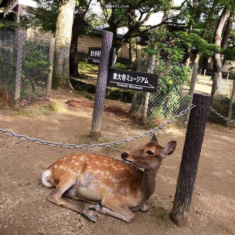 日本奈良的鹿會對你鞠躬其實不是有禮貌，大家都疏忽的真相現在知道後再也不敢靠近牠們了！