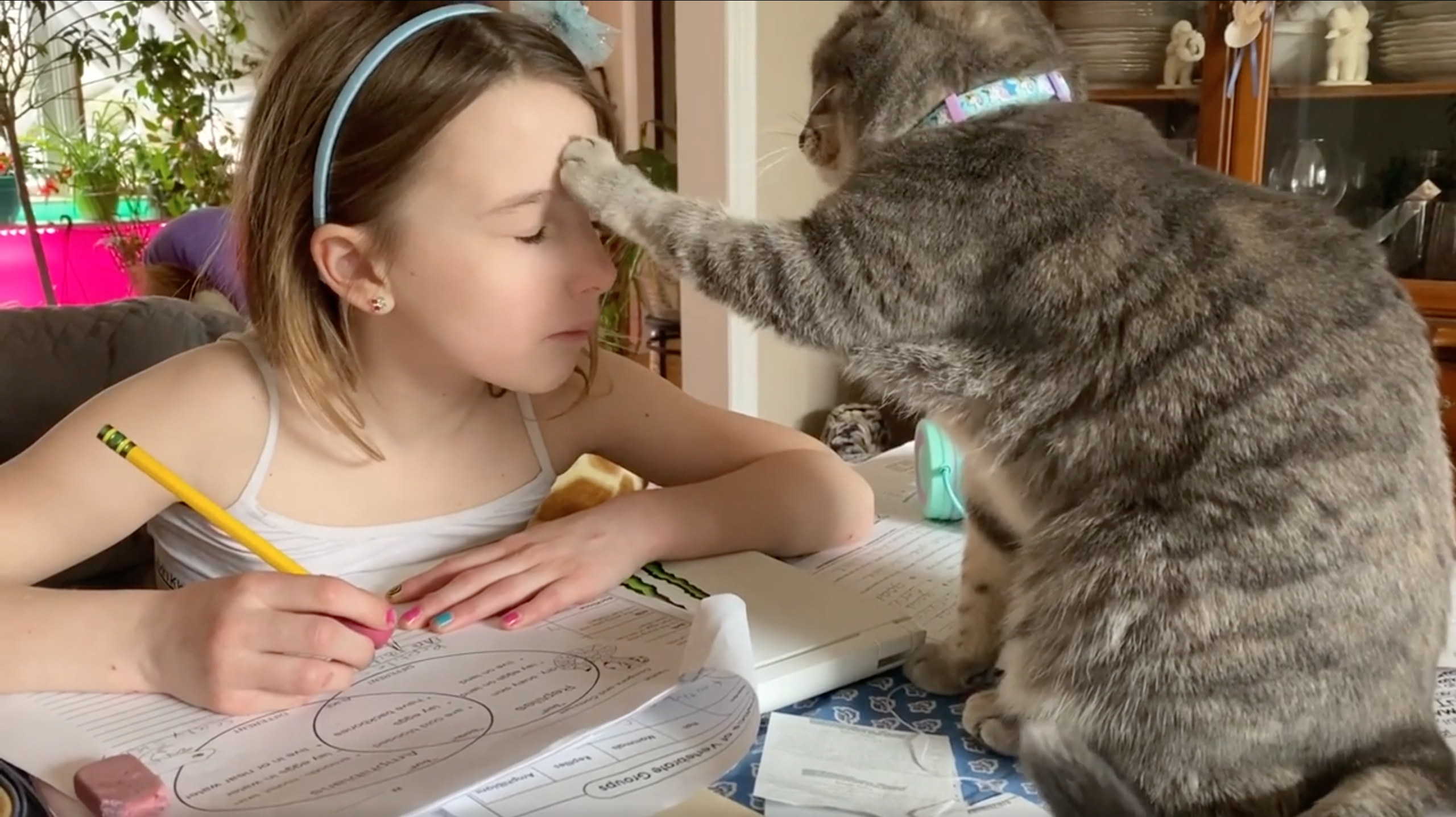 喵的加持！小女孩讀書「貓掌拍頭」以為鼓勵　下秒變臉：我錯了