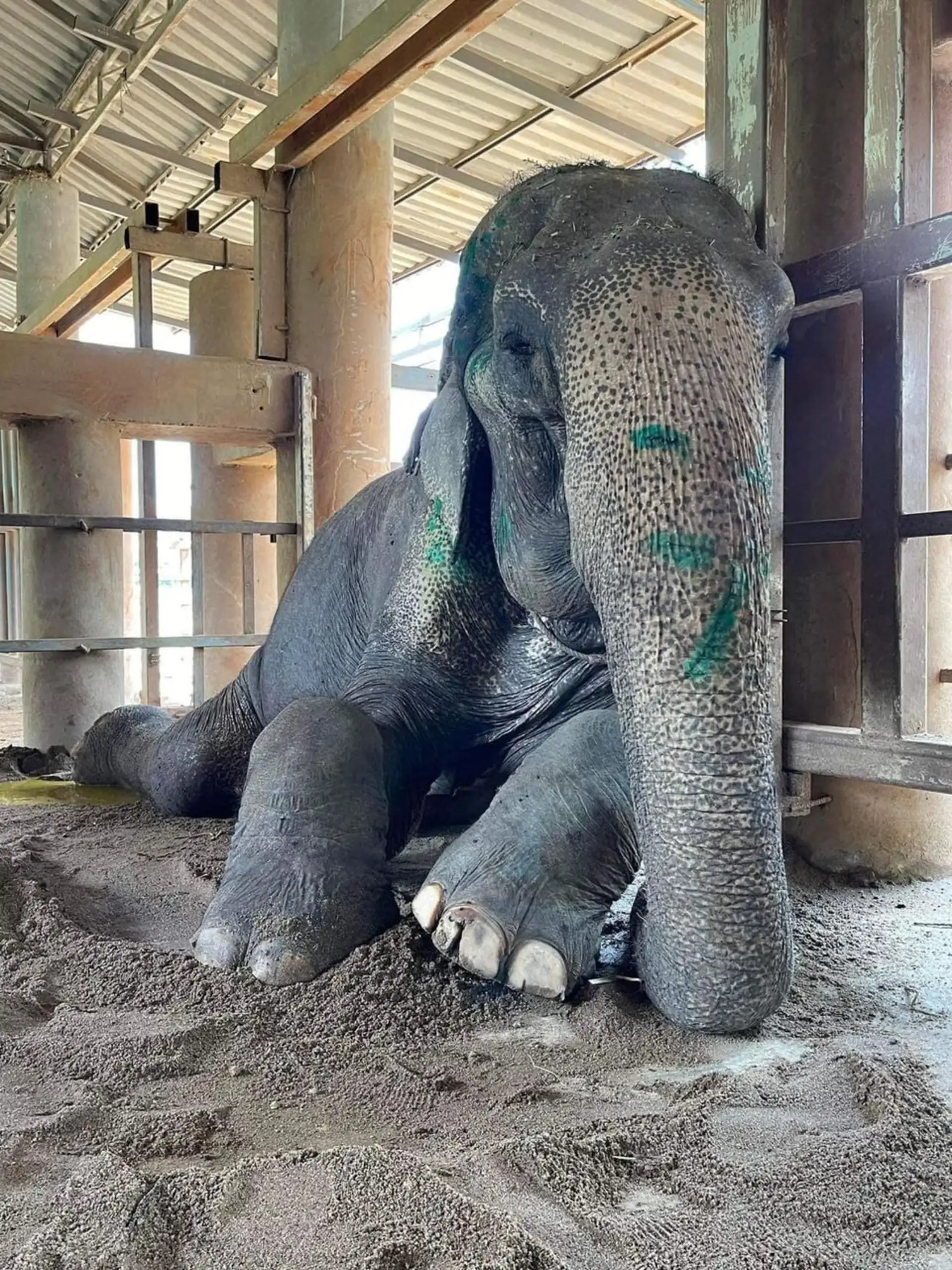 80歲大象被救出！不再被強迫工作　第一次安心躺下休息