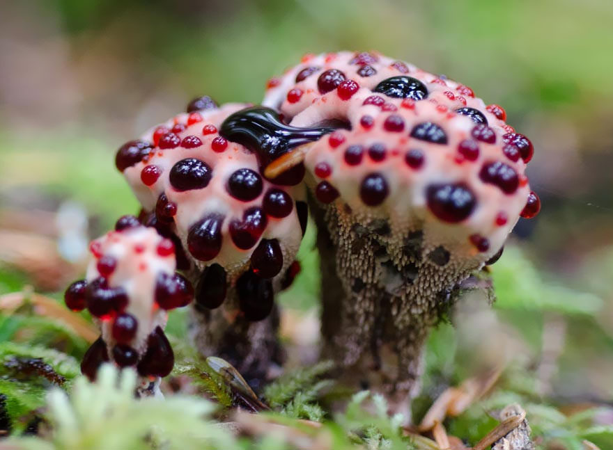這蘑菇晚上會發光！30張「真菌神秘世界」照片　小紅傘菇也太可愛