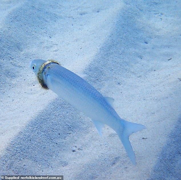 潛水發現「已婚的魚」！　摘下婚戒好驚訝：奇妙的巧合