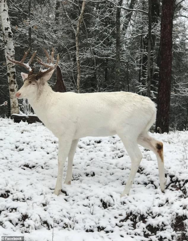 後院發現「雪之領主」超美白鹿　牠如同王者降臨」踏過冰天雪地」：根本神話生物！