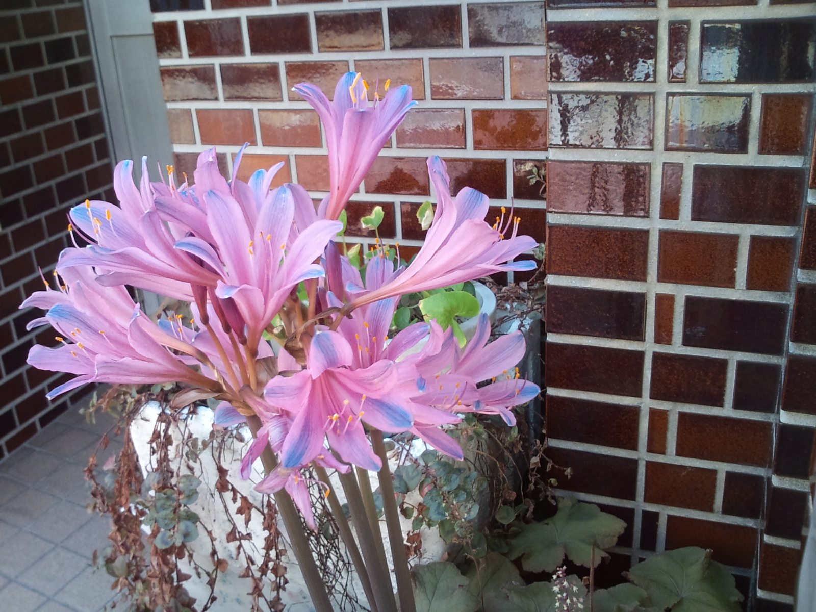 夢幻彼岸花朵！拍到「粉紅藍漸層花」美到不可方物　自帶仙氣彷彿會透光