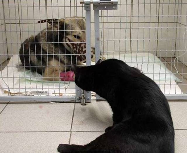 動物醫院裡的狗狗害怕發抖　「貓醫生」一個舉動就讓對方不怕不怕了