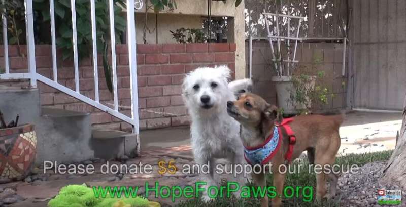 兩隻受傷狗狗絕望流浪街頭　志願者的到來讓牠們的命運從此改變