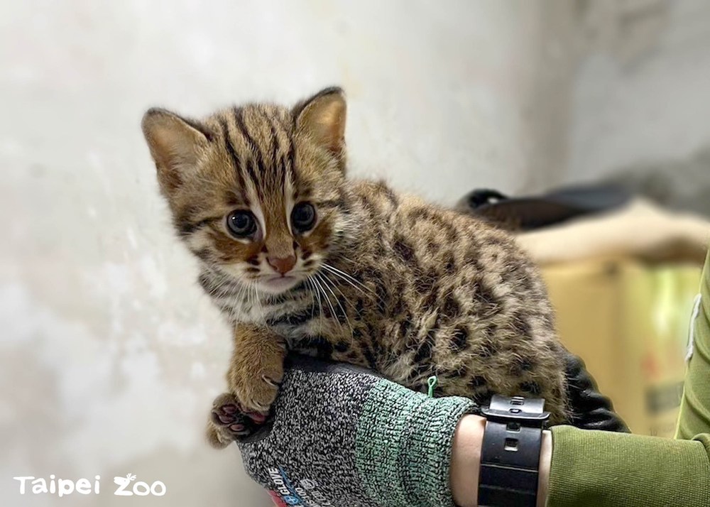 石虎保育再添喜訊！北市動物園龍鳳胎「捲心餅、捲心麵」萌樣曝　未來將野放　