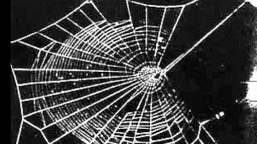 NASA測試蜘蛛在「嗑藥後織網」會變怎樣，結果發現牠們也會變得「High到掛」…