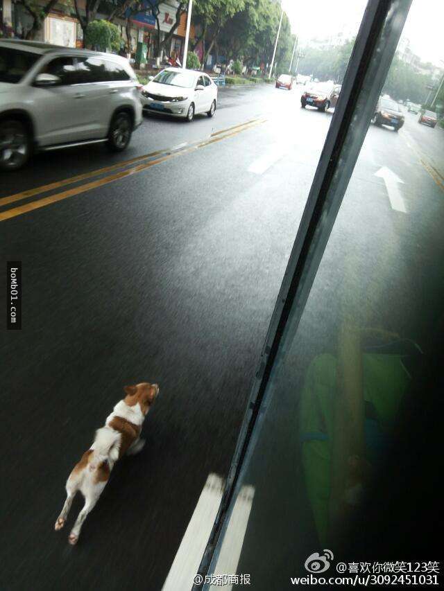 飼主要上公車時才發現狗狗禁止被帶上車，結果他當下的決定讓大家都狠批「腦殘」！