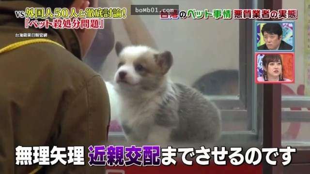 日本節目談「台灣狗狗繁殖場殘忍的真相」，人類購買的可愛寵物狗…牠的媽媽很悽慘啊！
