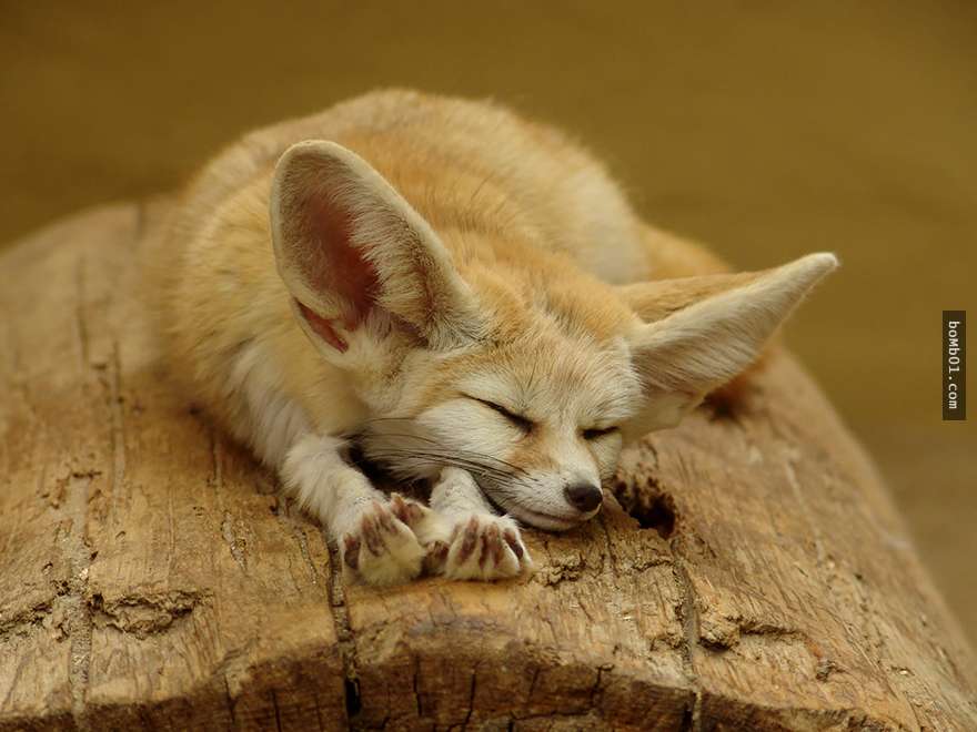 世界上最美麗的7種狐狸，你絕對想不到美和萌可以如此完美地結合。
