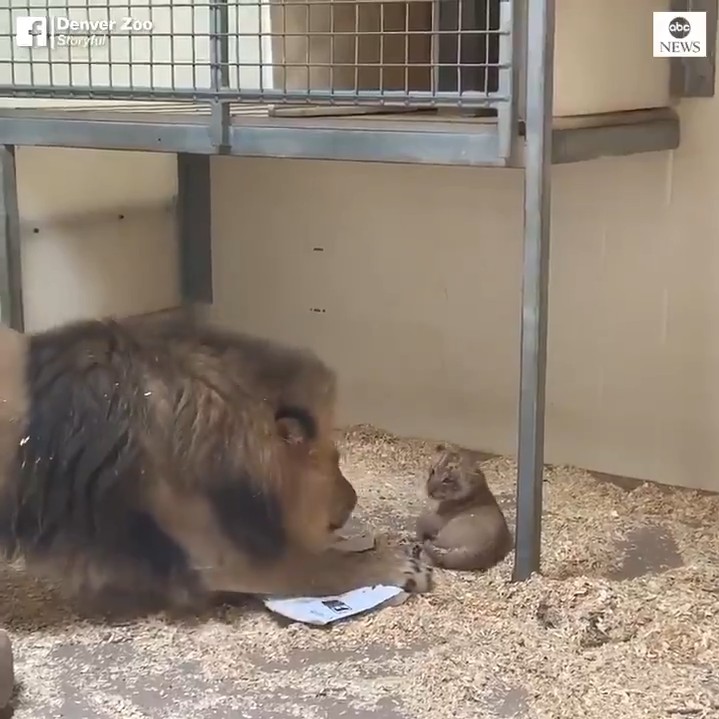 萬獸之王露出溫柔一面　獅子把拔被自己的寶寶融化：你好可愛唷