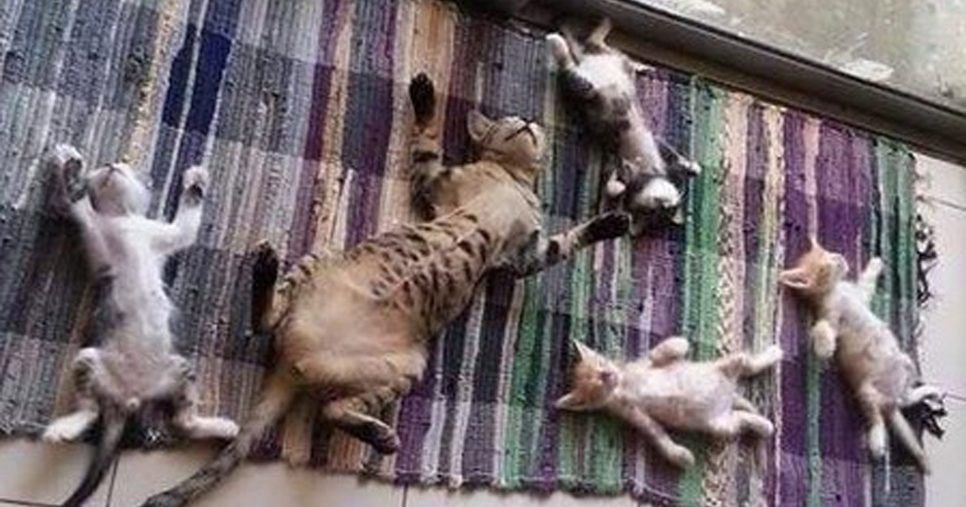 絕對是親生的！　貓咪一家人「連睡姿都遺傳」　1大4小「嫩肚被看光」：這樣睡才蘇胡啦～