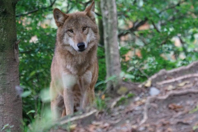 歐洲最珍貴遺產「歐亞狼」終於回歸比利時！　曾「滅絕」一世紀…保育團體得知欣喜若狂