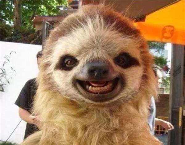 佛系微笑超治癒！　21張「讓大家一整天都會很開心」的動物笑容照片