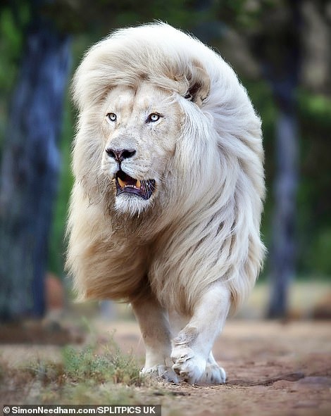 這髮量好羨慕！絕美白獅展示「飄逸鬃毛」　自帶髮型每一步都像神獸