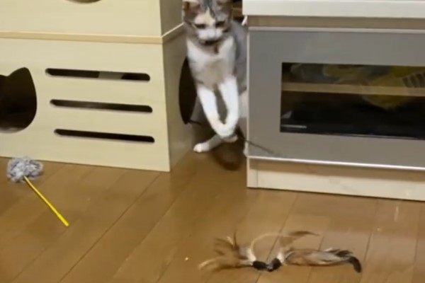讓專業的來！貓貓自己「拿逗貓棒」玩耍　網噴飯：在釣主人？