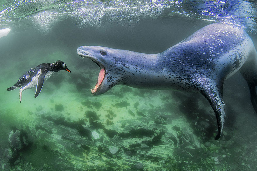 企鵝被海豹吞掉　23張「震撼每一個靈魂」的國際攝影大賽作品