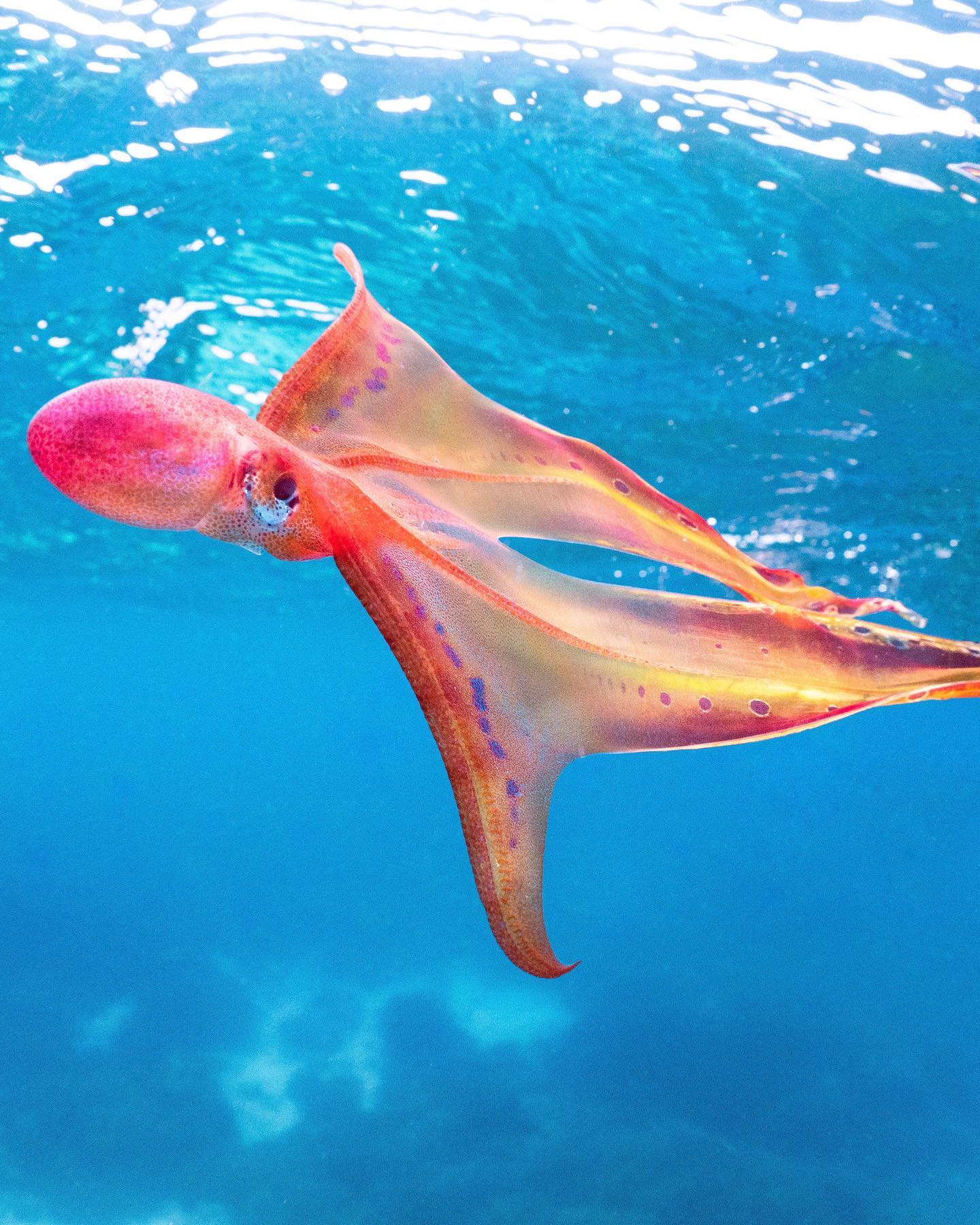 潛水遇到「絕美彩色海帶」！　他靠近一看狂喜：竟是稀有海洋生物