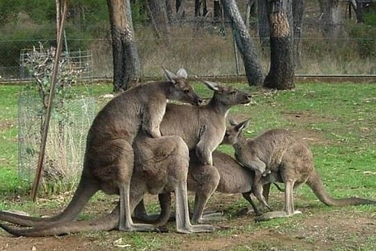 25張證明「澳洲的野生動物94狂」的超驚悚生活照，第5張害我對著螢幕尖叫！
