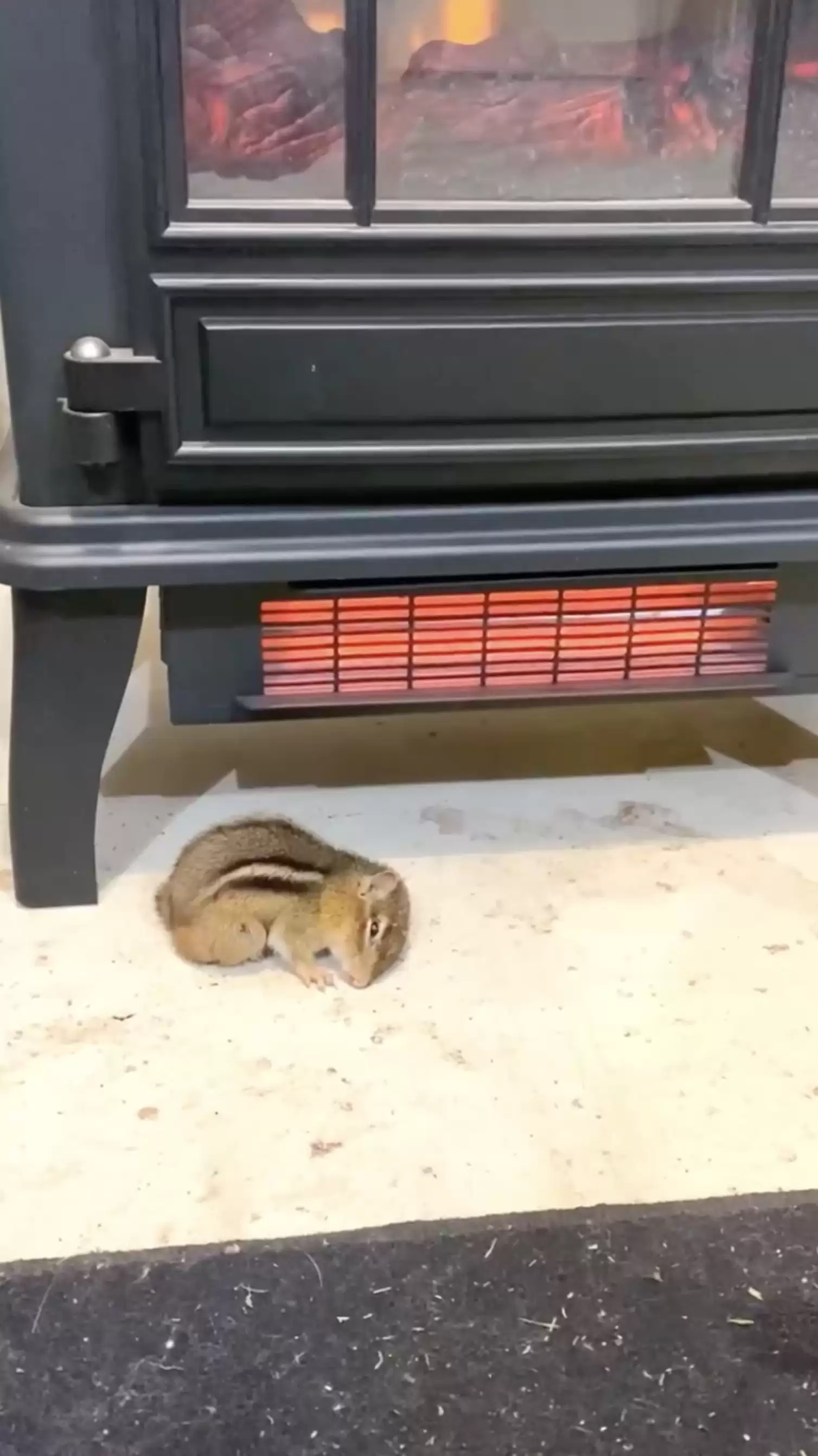 浪喵被救後自己也「想幫其他動物」　冷天裡叼回「凍僵花栗鼠」放暖爐旁：好好取暖～