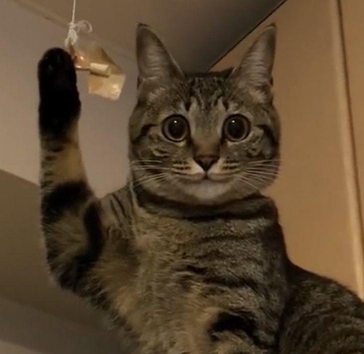 不小心被細繩纏住！　禮貌貓只好「舉手手」默默求助：能幫一下偶嗎？